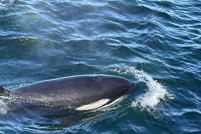 Victoria Highlights & Whale Watching Tour - FAQ