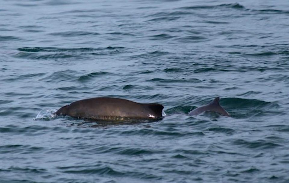 Victoria: Marine Wildlife & Whale Watch Tour - Availability & Booking