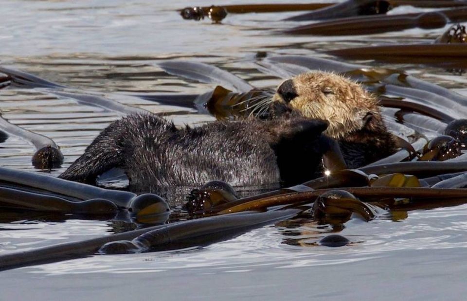 Victoria: Marine Wildlife & Whale Watch Tour - Tour Highlights