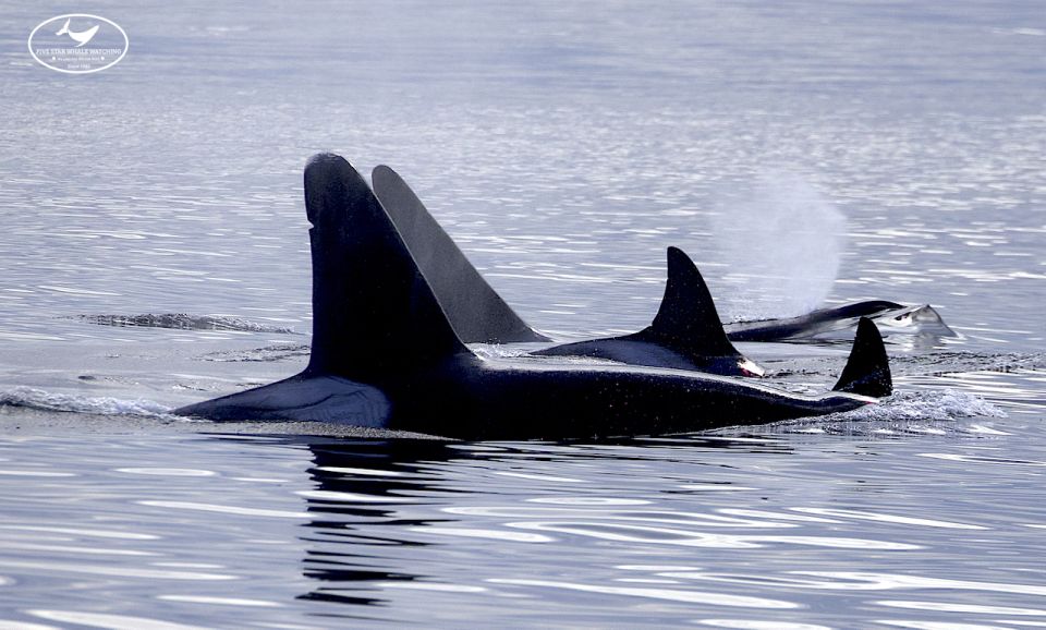 Victoria: Marine Wildlife & Whale Watch Tour - Inclusions