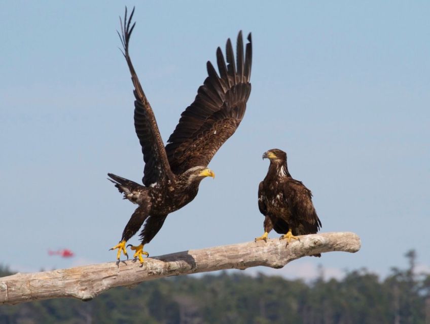 Victoria: Marine Wildlife & Whale Watch Tour - Exclusions