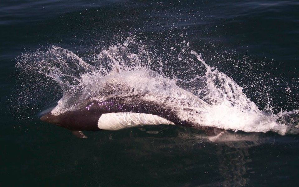 Victoria: Marine Wildlife & Whale Watch Tour - Meeting Point