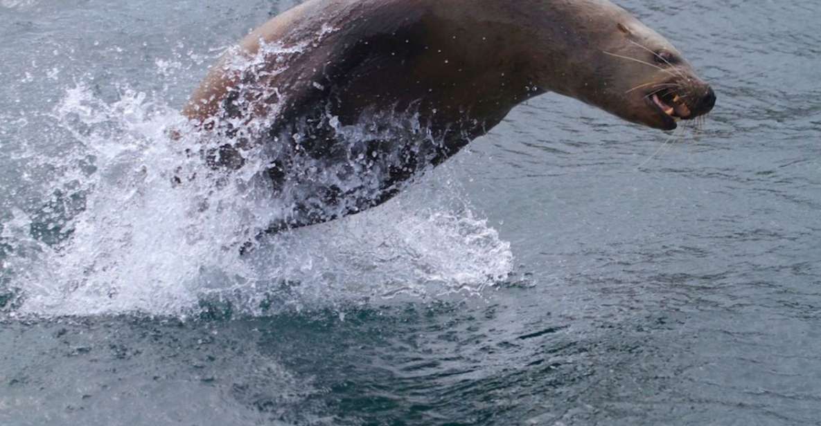 Victoria: Marine Wildlife & Whale Watch Tour - Getting There