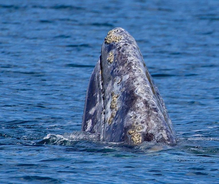 Victoria: Marine Wildlife & Whale Watch Tour - Frequently Asked Questions