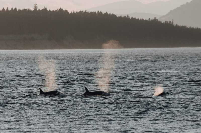 Victoria: Morning Whale-Watching Tour in Scarab Boat - FAQ