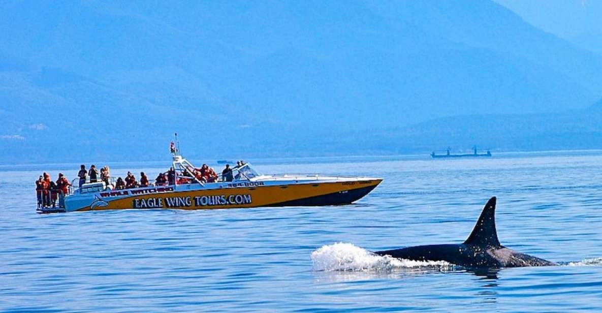 Victoria: Morning Whale-Watching Tour in Scarab Boat - Key Points