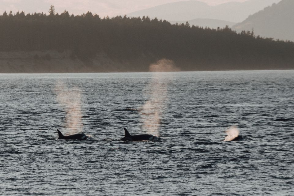 Victoria: Morning Whale-Watching Tour in Scarab Boat - Highlights