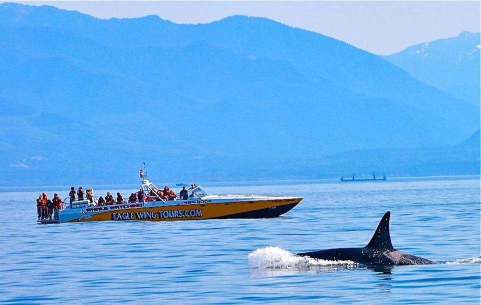 Victoria: Morning Whale-Watching Tour in Scarab Boat - Whats Included
