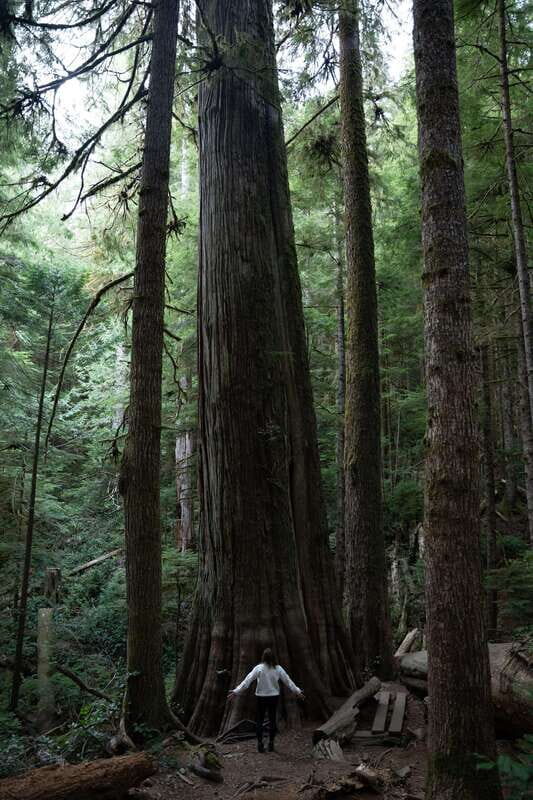 Victoria: Old Growth Rainforest Canyon Waterfall and Beaches - Final Thoughts: Is This Tour Worth It?
