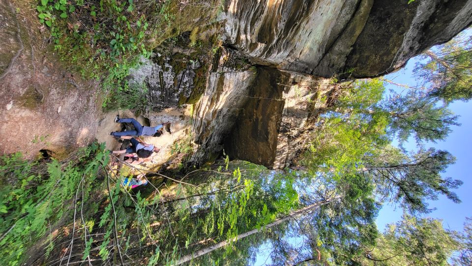 Victoria or Nanaimo; West Coast Big Tree Coastal Adventure - Upper Avatar Grove