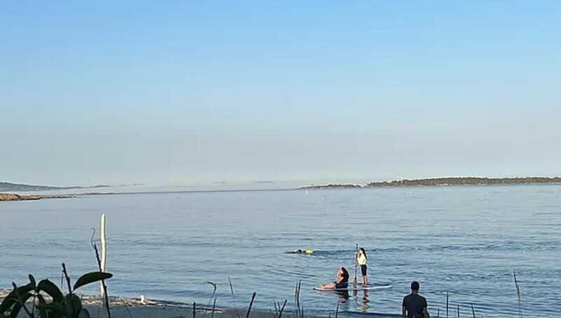 Victoria: Paddle Board Tour at Willows Beach - What Travelers Are Saying