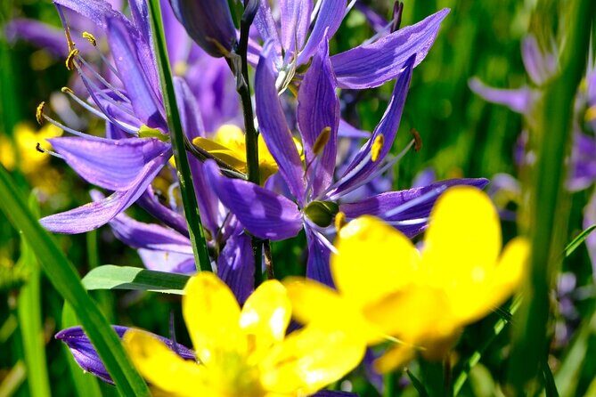 Victoria Seaside Splendors Trail Walking Tour - FAQ