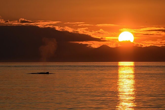 Victoria Sunset Whale-Watching Cruise - What to Expect and Practical Tips