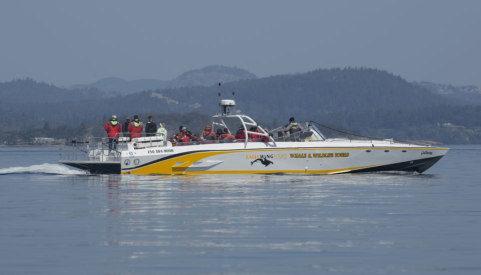 Victoria: Sunset Whale Watching Tour on an Open Scarab Boat - Onboard Amenities