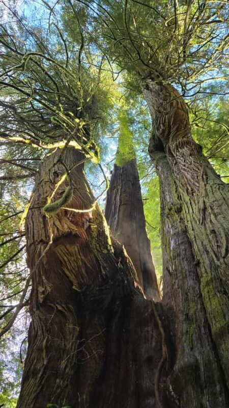 Victoria West Coast Wildlife, Old Growth and Waterfalls - Who Will Love This Tour?