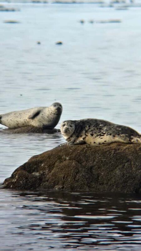 Victoria West Coast Wildlife, Old Growth and Waterfalls - The Sum Up