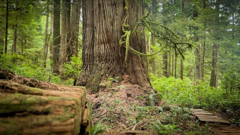 Victoria West Coast Wildlife, Old Growth and Waterfalls - FAQ