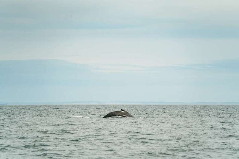 Victoria: Whale Watching Adventure in a Zodiac Boat - What Could Be Better