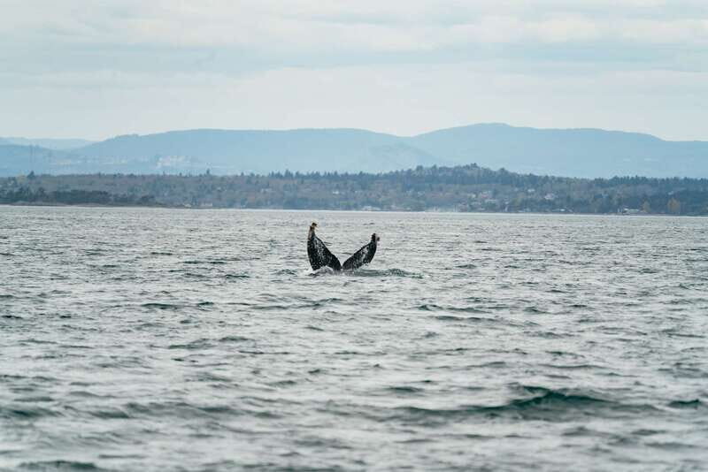 Victoria: Whale Watching Adventure in a Zodiac Boat - FAQ