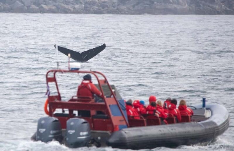 Victoria: Whale Watching Marine Wildlife Excursion Zodiac - Key Points