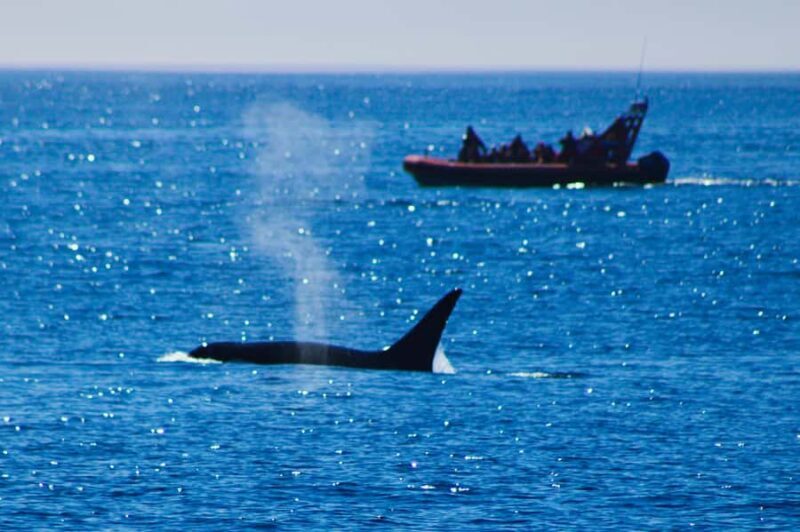 Victoria: Whale Watching Marine Wildlife Excursion Zodiac - Who Should Consider This Tour?