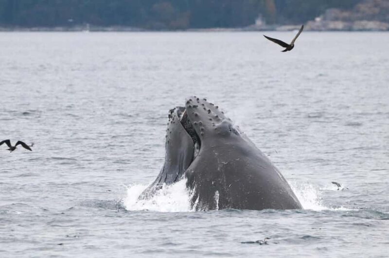Victoria: Whale Watching Marine Wildlife Excursion Zodiac - The Sum Up