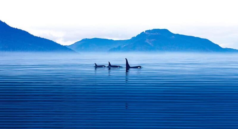 Victoria: Winter Wildlife Tour with Hot Drinks - Key Points