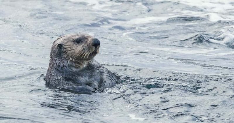 Victoria: Winter Wildlife Tour with Hot Drinks - A Cozy Way to Explore Victoria’s Winter Wildlife