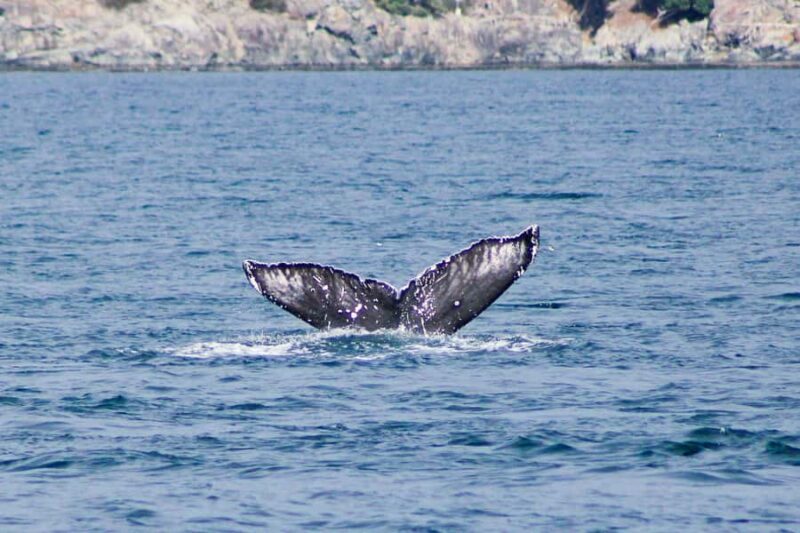 Victoria: Winter Wildlife Tour with Hot Drinks - Price and Value