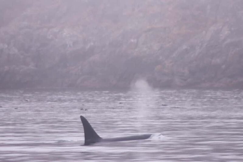 Victoria: Winter Wildlife Tour with Hot Drinks - Who Would Enjoy This Tour?