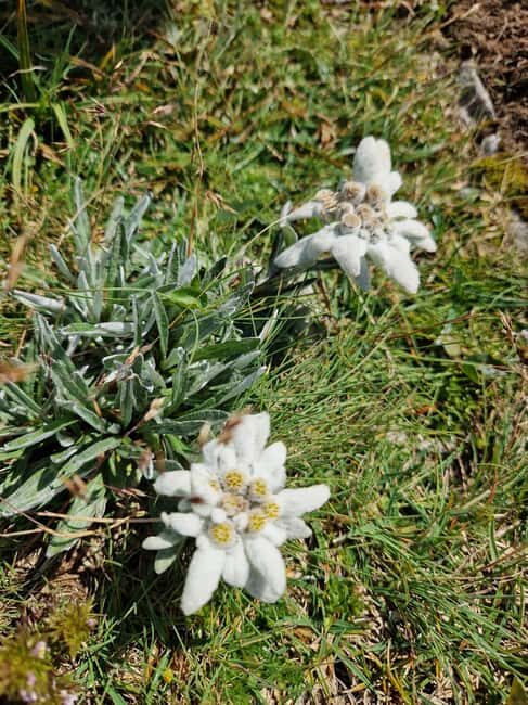 Vienna: Rax Mountain Hiking Tour with Guide and Transfer - Practical Details: What to Expect and What to Bring