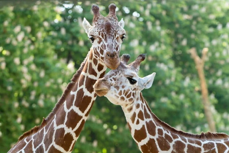 Vienna: Skip-the-line Tickets for Schönbrunn Zoo - Introduction