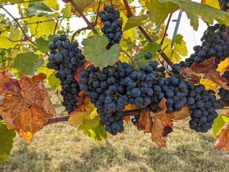 Vienna: Small-Group Wine Tasting Tour - What Travelers Are Saying