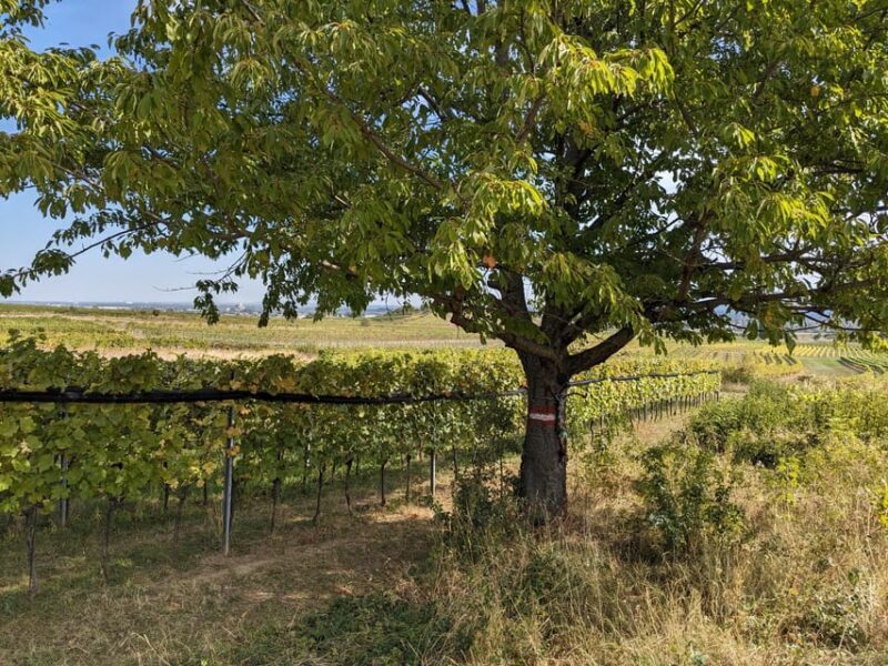 Vienna: Small-Group Wine Tasting Tour - Final Thoughts: Is This Tour for You?