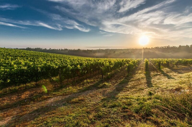 Vienna: Surroundings Sip & Savor Tour - Key Points