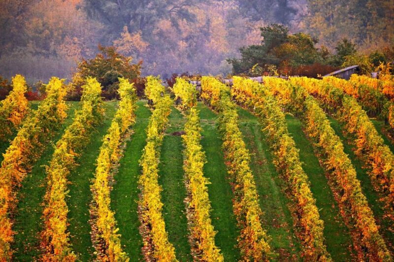 Vienna: Surroundings Sip & Savor Tour - An In-Depth Look at the Vienna: Surroundings Sip & Savor Tour
