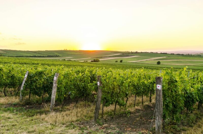 Vienna: Surroundings Sip & Savor Tour - Final Thoughts: Who Is This Tour Best For?