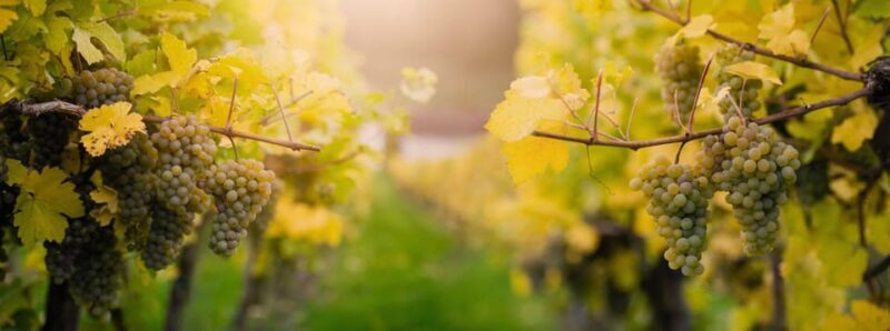 Vienna: Surroundings Sip & Savor Tour - What’s Included and What’s Not