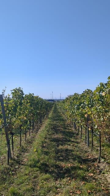 Vienna: Surroundings Sip & Savor Tour - The Sum Up