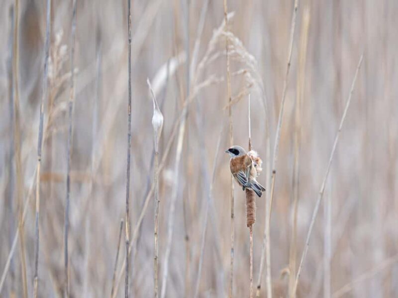 Vienna: Urban Birding Guided bird watching tour in the big city! - Summary and Final Thoughts