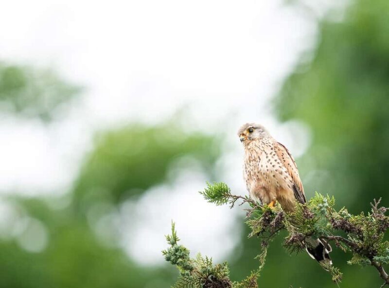 Vienna: Urban Birding Guided bird watching tour in the big city! - FAQ