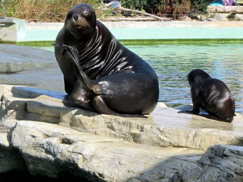 Vienna: Zoo With Private Flexible Transfers and Tickets - Zoo Overview