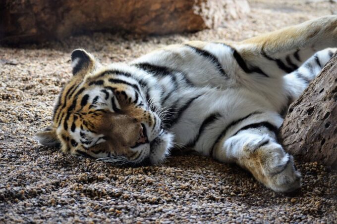 Vienna: Zoo With Private Flexible Transfers and Tickets - Booking Process and Tips