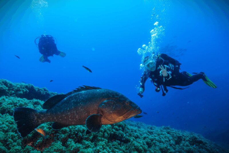Vila Franca do Campo: Try Scuba Diving - Key Points