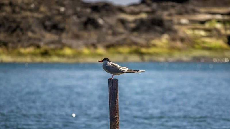 Vila Franca Islet: Inside Guided Natural Reserve Geo Tour - Key Points