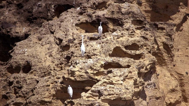 Vila Franca Islet: Inside Guided Natural Reserve Geo Tour - What We Loved and What to Consider