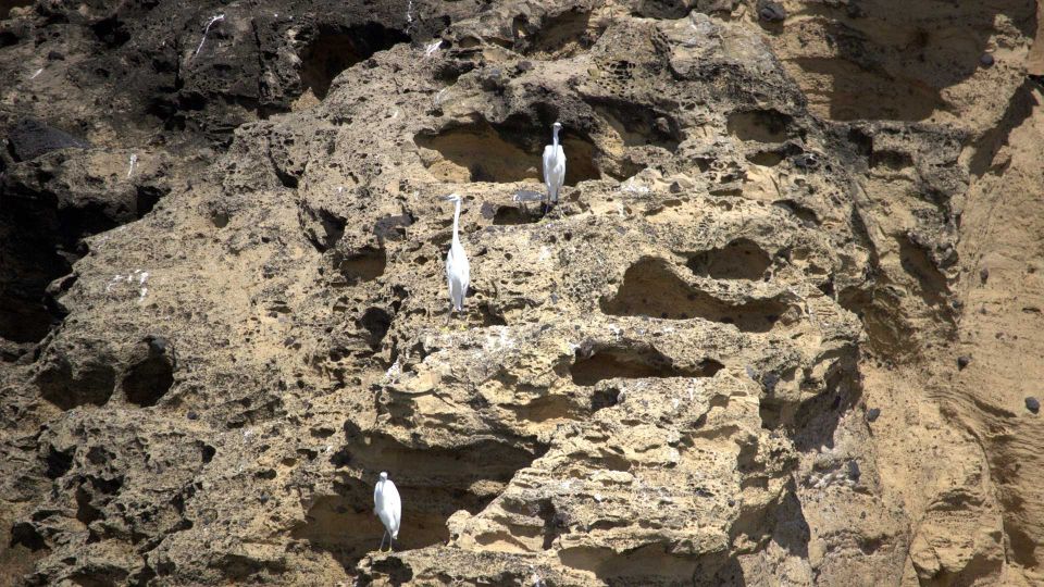 Vila Franca Islet: Off-coast Nature Reserve Tour - Group Size and Cancellation