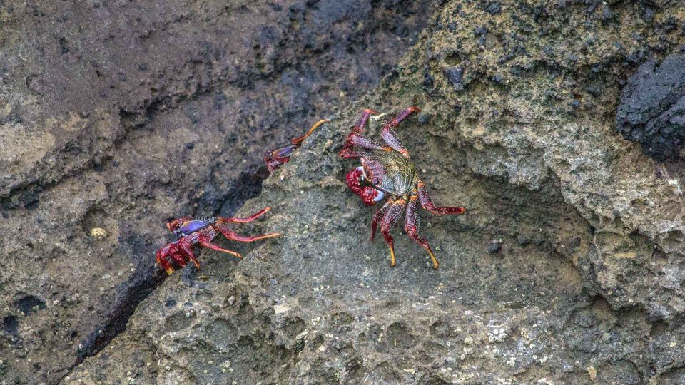 Vila Franca Islet: Off-coast Nature Reserve Tour - Boat Trip and Guided Tour