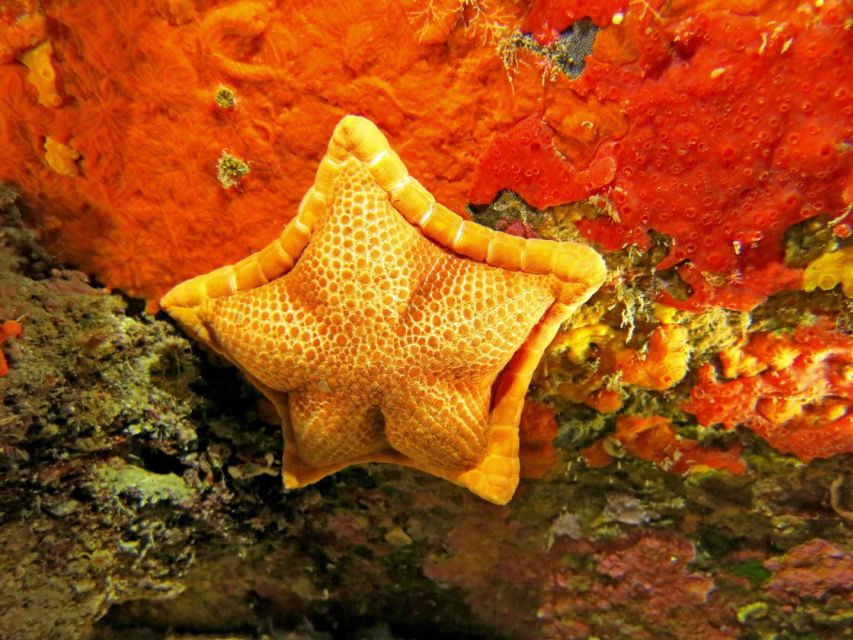 Villasimius: Capo Carbonara Marine Park Diving Tour - Frequently Asked Questions