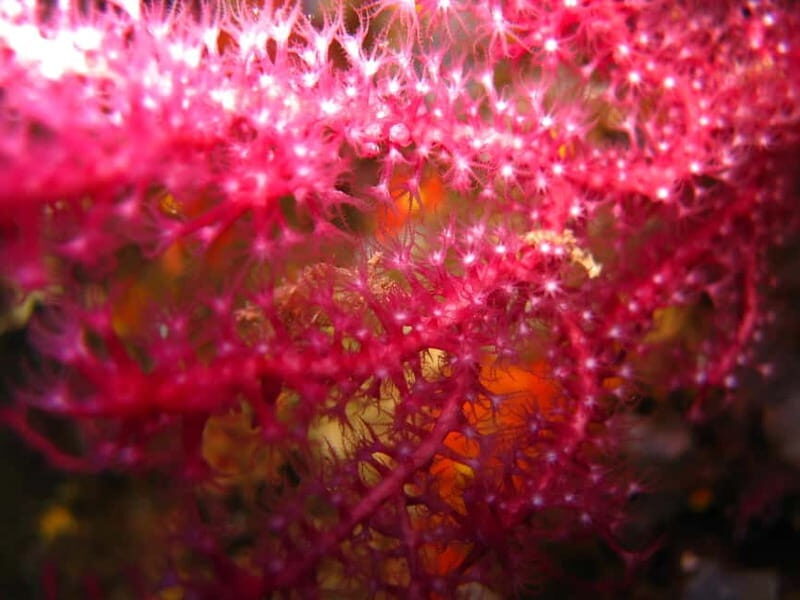 Villasimius: Capo Carbonara Marvellous Guided Dive - An In-Depth Look at the Villasimius: Capo Carbonara Guided Dive